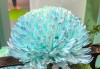 年產(chǎn)值超5000億元！“鮮花經(jīng)濟”一路生花