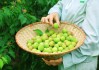 在安徽蕪湖，這家企業(yè)靠賣青梅的公司溜溜梅沖擊IPO