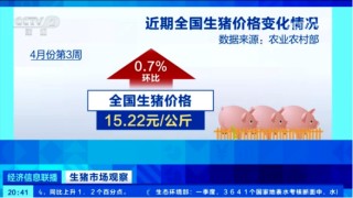 出欄了！頭均可賺150-200，五一備貨提振豬價
